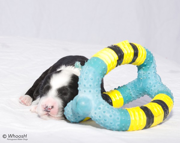 Blue - 1 Week - Splunky