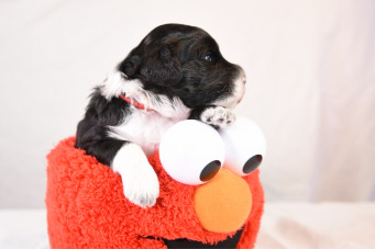 Day 18 - Red - Profile - FB - W341