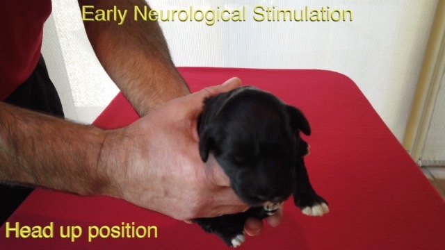 ens-video-broadband-low