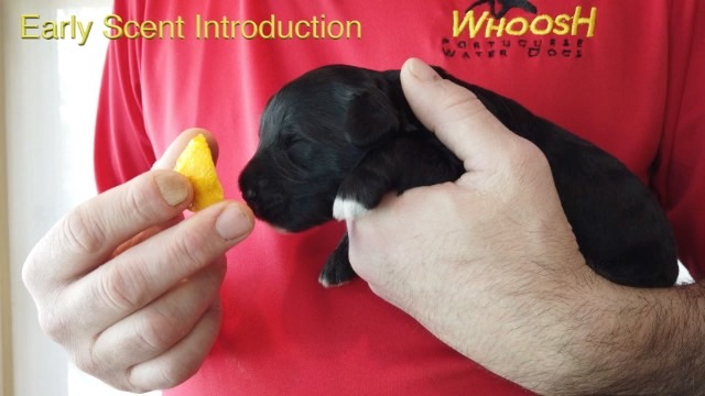 esi-video-broadband-low