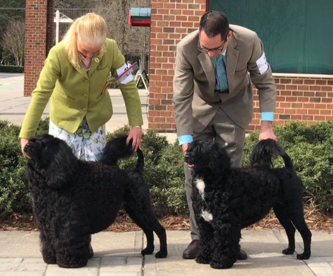 Gremlin W Ary Concord 2018 W683.jpg