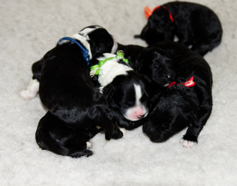 Puppies on Sterilon.jpg