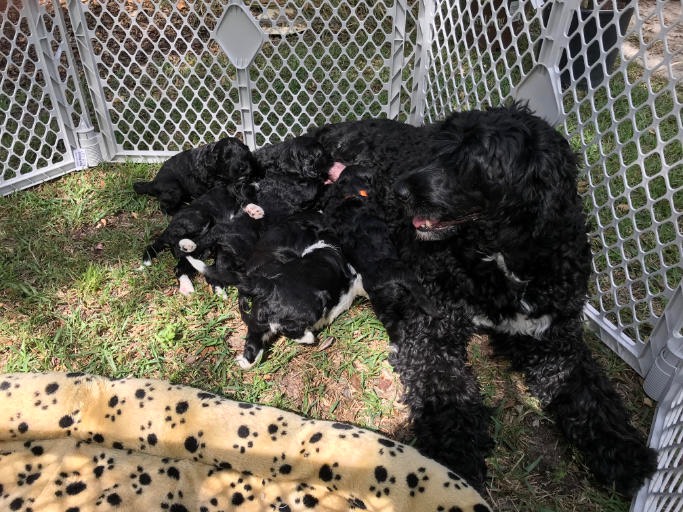 Puppy introduction to outside.jpg