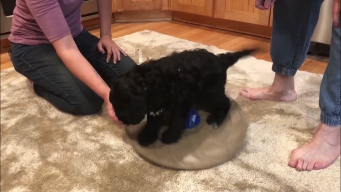 Puppy Party Balance Disk.jpg