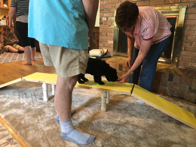 Puppy Party Dog Walk.jpg