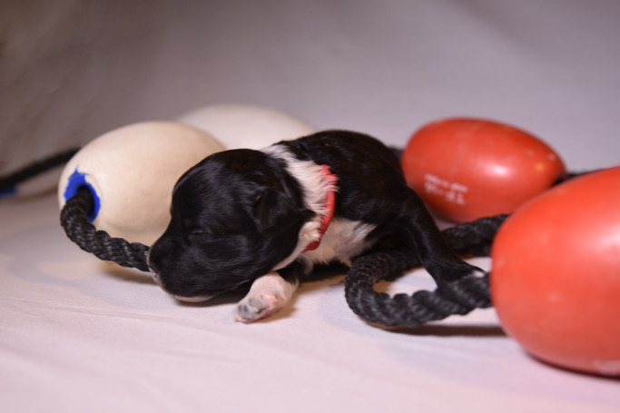 Red w- FLOATLINE 10 Days Old W683.jpg