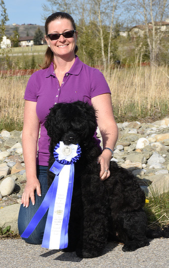 Robin - Holly - Ribbon