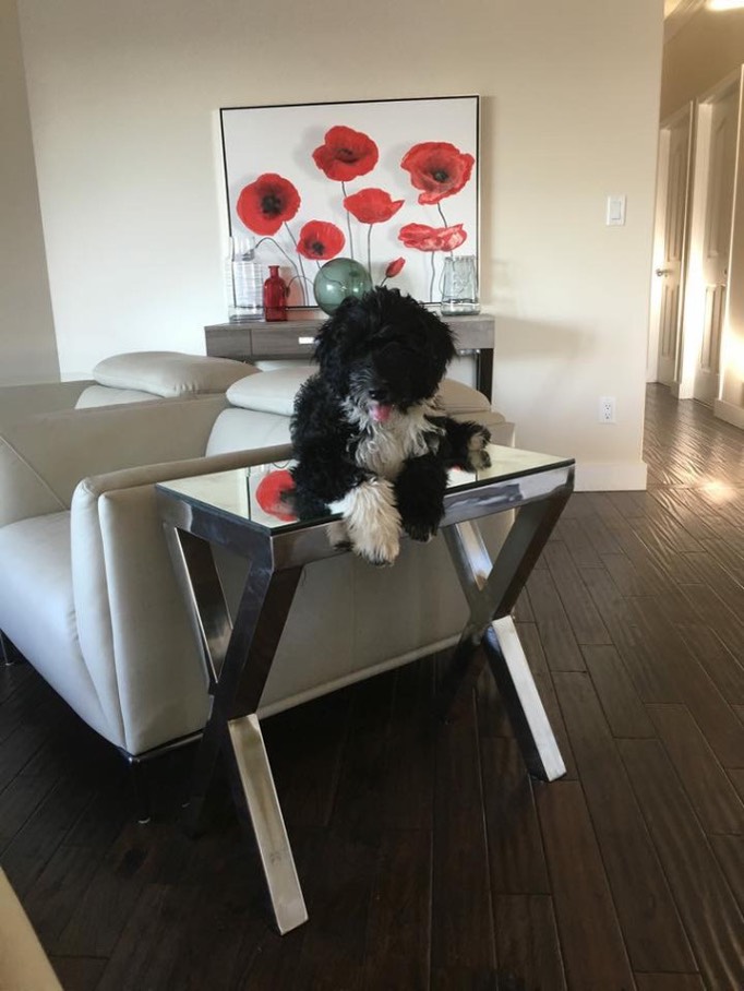 Tique on table W683.jpg