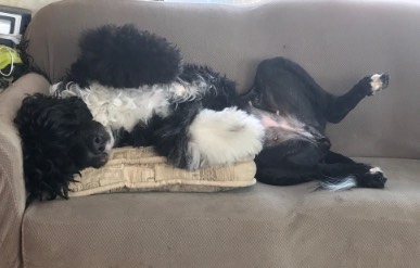 Tique RV belly Up -  W378.jpg