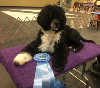 Tique Table Ribbon W341.jpg