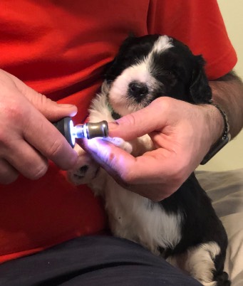 Trimming Nails W341.jpg