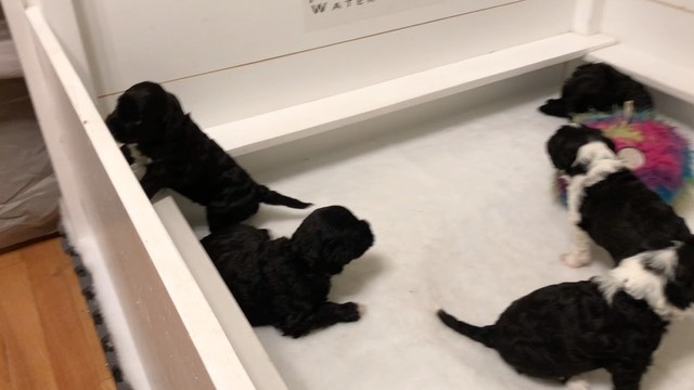 website-puppy-play-video